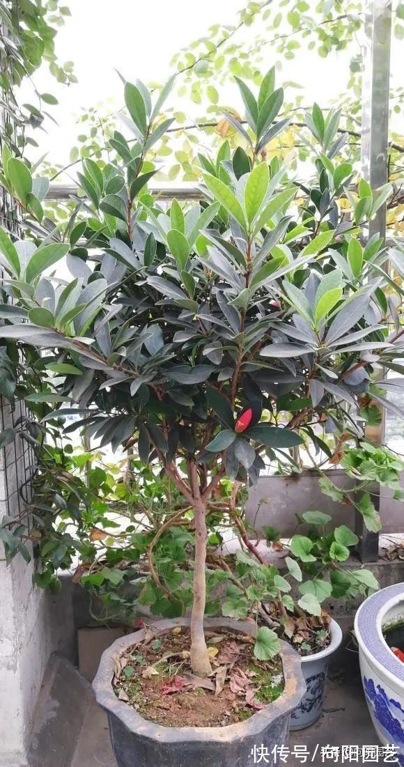 ?网上买的山茶花,买一棵死一棵,能把山茶养活了,属实是高手