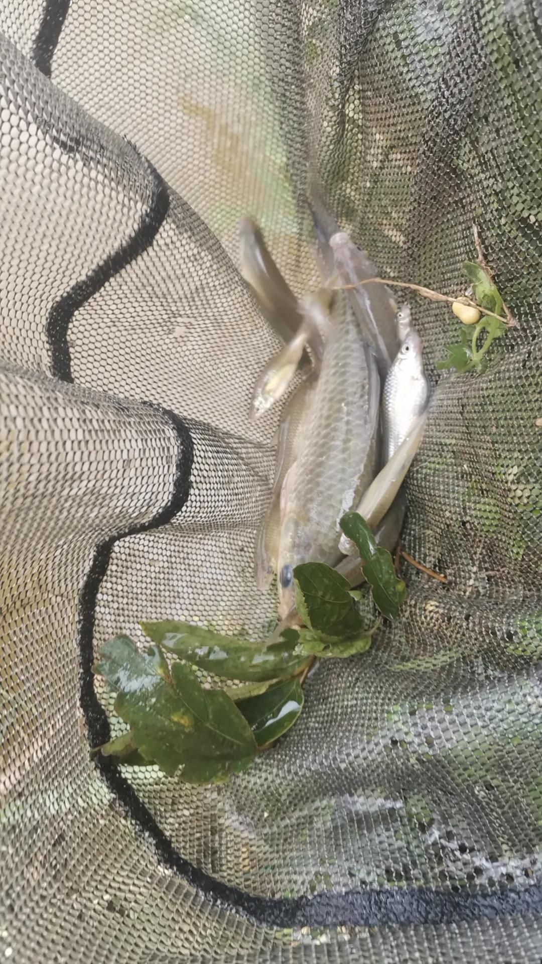 昆明|楚雄大新坝水库探钓，钓法饵料无限制，仅收50一天还能钓鲢鳙