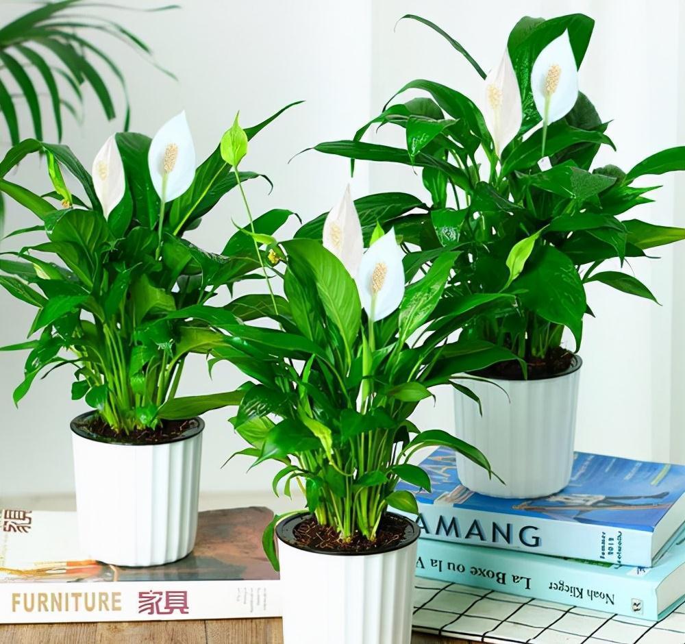 16种耐阴花,就算阳光不足,也能年年生长、开花