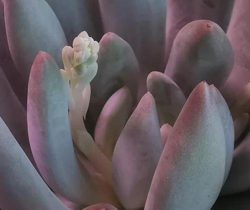 养分|以所罗门多肉为例，浅谈多肉植物开花后花剑剪或留，答案都在这里