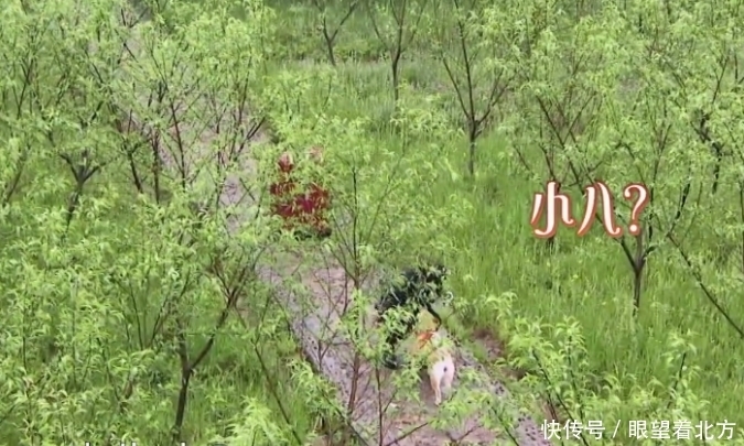 彭彭|杨紫表示爱看《向往》,却喊错小H名字,跟黄磊彭彭聊天却露馅了