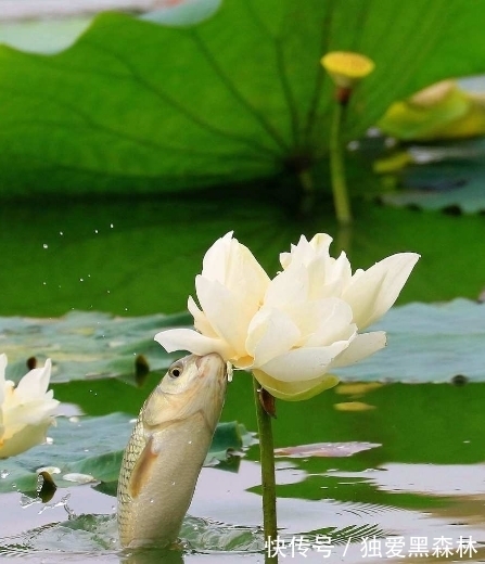 好运|11月上旬，4属相吉星庇佑，桃花好运来临，生活顺风顺水