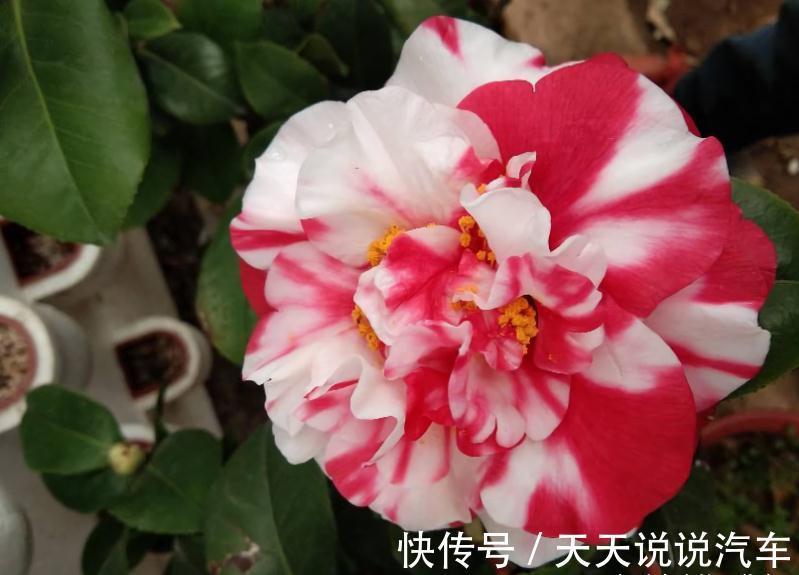 满头花苞的茶花,有的迟迟不开花,有的没开就落蕾,怎么回事呢?