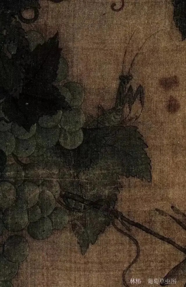 蝈蝈$国画技法图典——草虫篇:蝗虫 蚂蚱 蝈蝈 螽斯 螳螂 蟋蟀