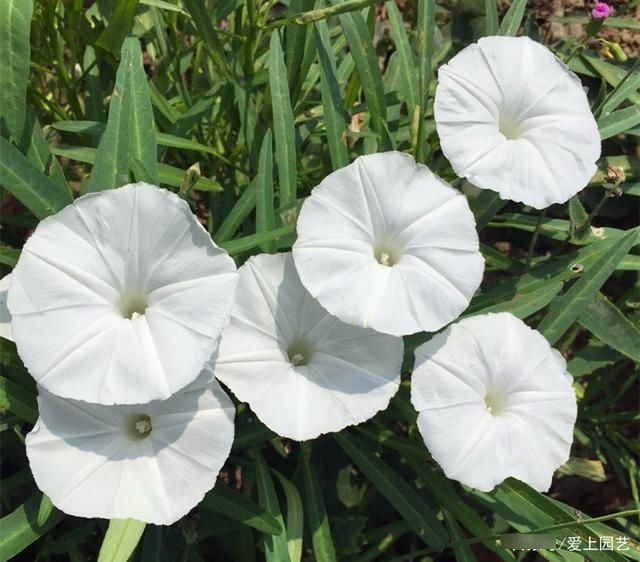  因为美味而被人忽视了美貌，说说那些令人惊艳的菜花