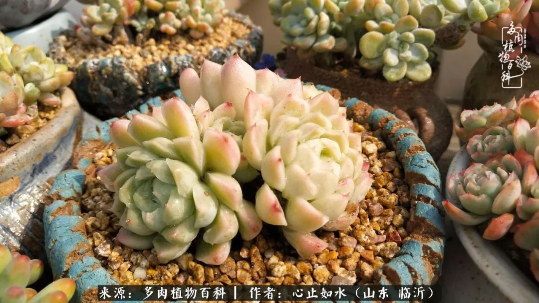 养多肉不只是说说而已,只要肯用心,它们绝对不会辜负你!