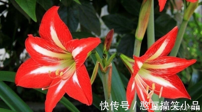 5种适合冬天室内养殖的花, 非常漂亮, 注意养花更加旺盛