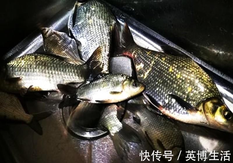 钓鱼|花钱都买不到的窝料配方,今日无偿送给钓鱼人,喜欢的拿走不谢