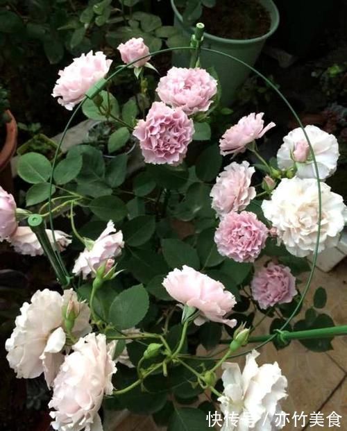 这个花一开就是300天,一笋能长20个花苞,种一棵四季有花赏!