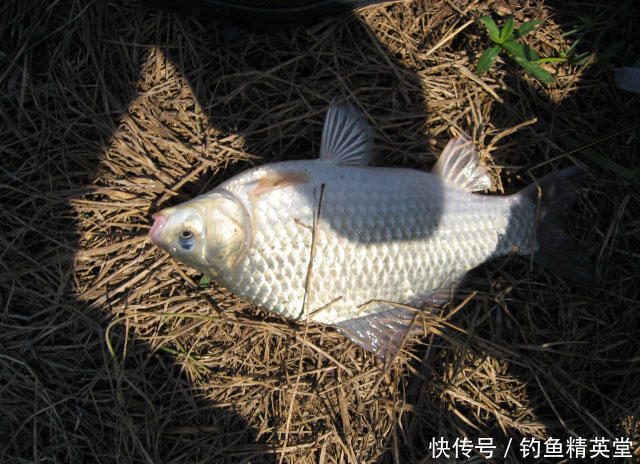 饵料|怎样在天寒地冻的冬季钓到鱼?分享一种我自配的冬季钓鲫饵