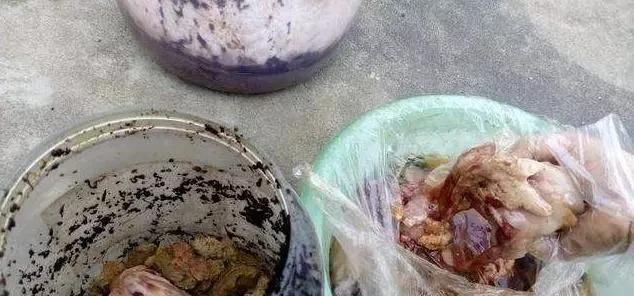 蟹爪|老画家养蟹爪,往盆子里埋三种“材料”,叶子拖长,30~40朵