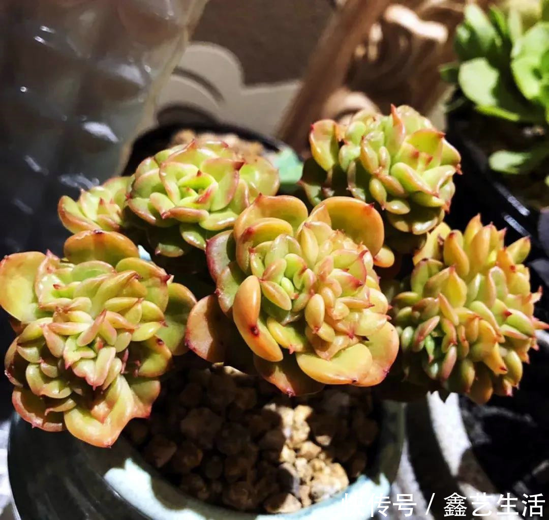 瀑布|最耐晒的8种多肉,夏天照样疯长不停,呼呼窜成小瀑布