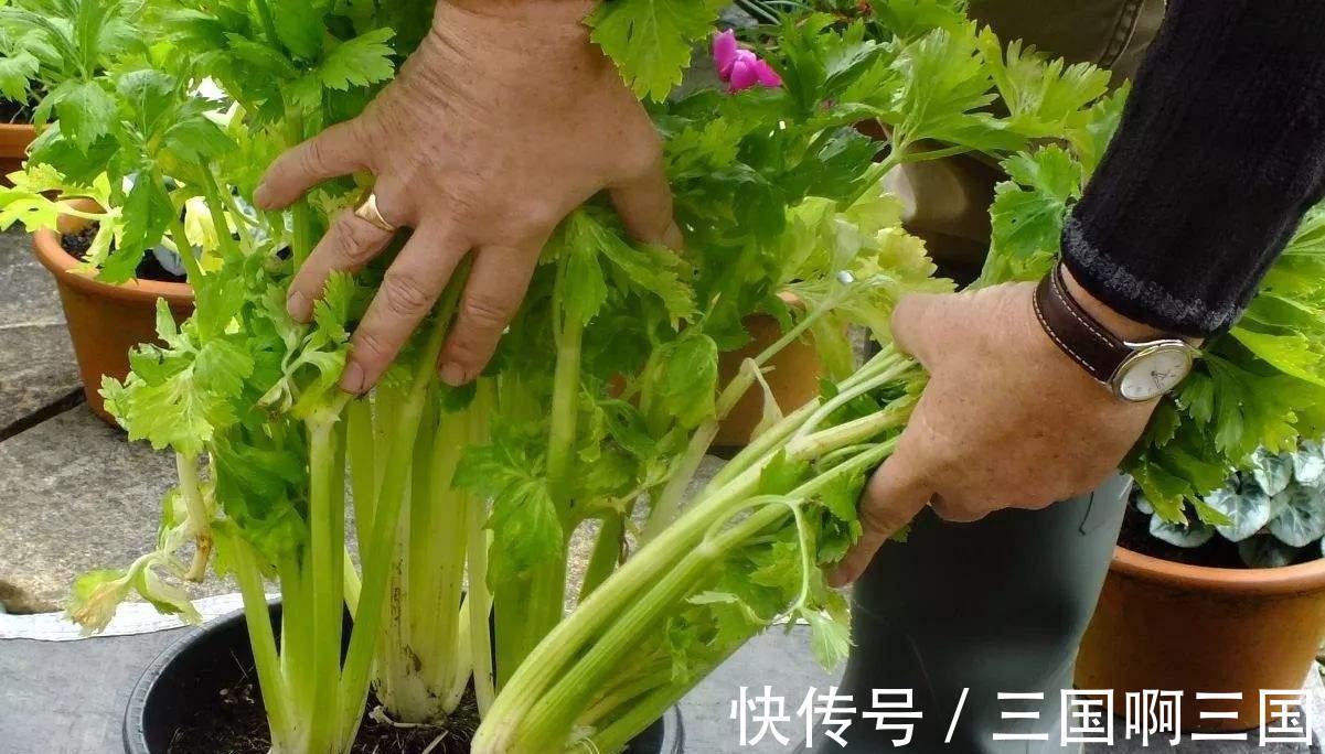4种“小菜根”，吃完不要扔，埋在花盆里，半个月又长出新蔬菜