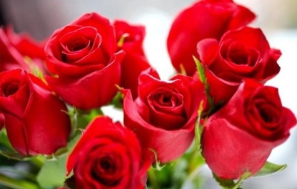 “精品玫瑰”卡罗拉，花开红艳似火，美艳优雅，可以说是养花必备