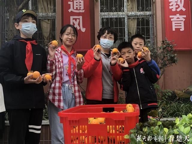 精心|终于等到“你”！精心呵护六年，小学生们终于尝到学校产的柿子