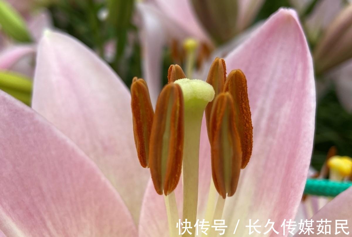 百合花|沈阳沈水湾公园：又美又仙百合花海