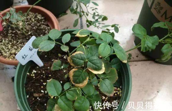 小贴士|月季种植大忌，月季肥害了怎么办，急救小贴士在此