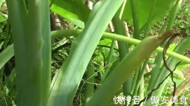 农村地区|农村地区的这种野菜,很多人以为都不能吃,其实清炒出来特别美味