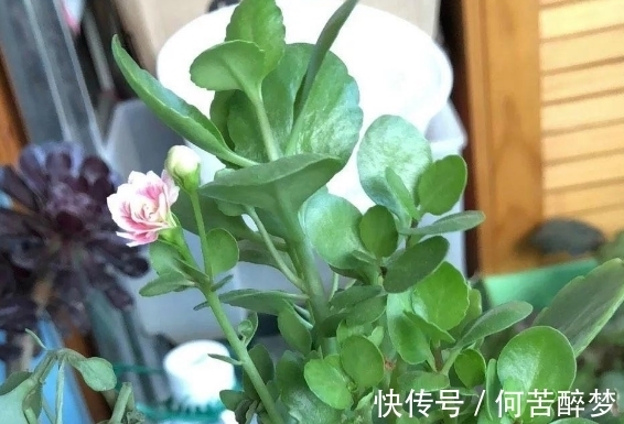 修剪掉的长寿花枝叶该不该扔,怎么处理好?