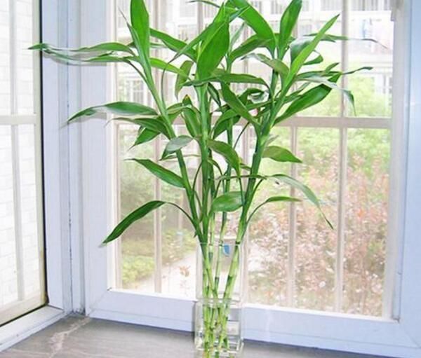 养花,坚持稀肥多施的原则,尽量不用碱性水浇花