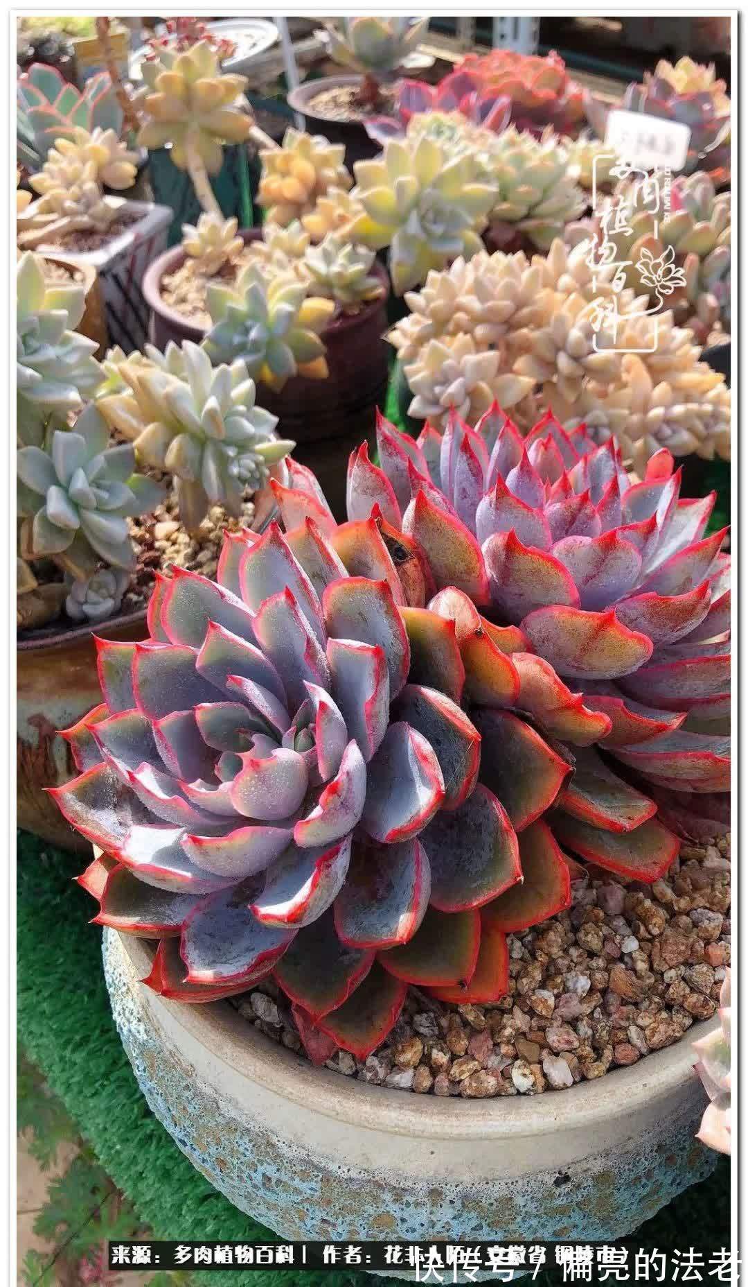 感恩遇见,感谢有你——多肉