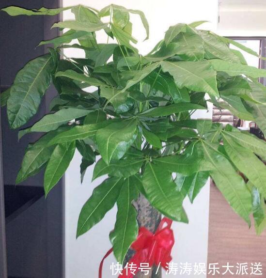 发黄|养发财树,做到这“2点”,嫩芽冒的多,开出花儿来,养好多年!