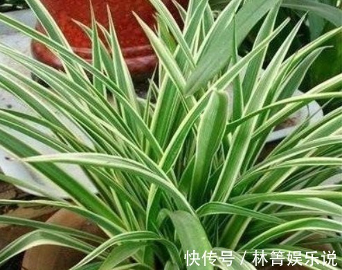小吊兰|秋天吊兰怎么养教你这些小妙招，1盆轻松变多盆