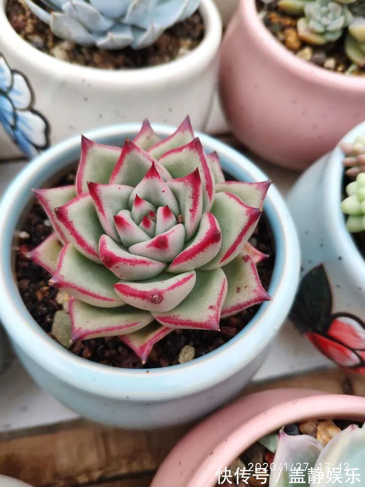 多肉是戒不掉的瘾!多肉小白入坑一年小记!