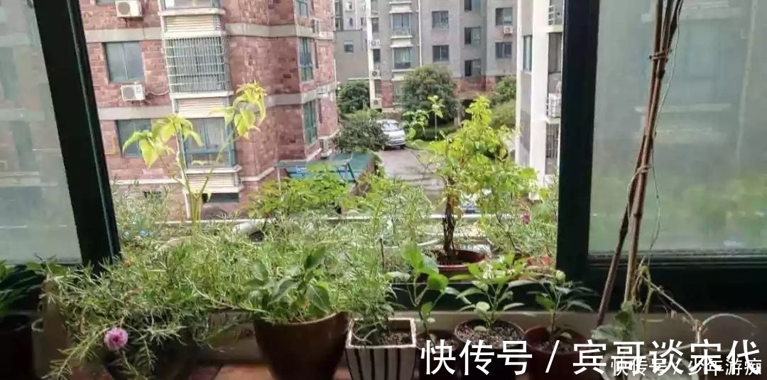 花园|养花技巧:客厅养一堆便宜花,一年四季开不停,没钱也能变花园!