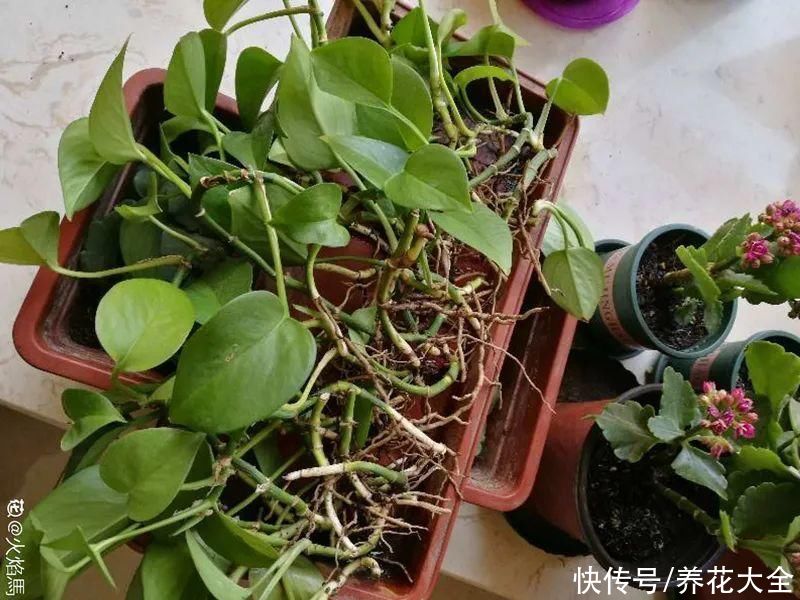 蝴蝶兰|7种花，立秋后换盆，秋冬才能越养越好