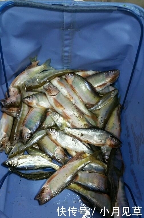 马口鱼|河道禁采砂后,一群桃花鱼迅速繁殖,数量极多,这是什么鱼