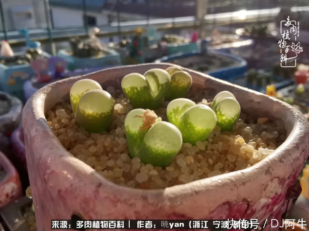 入多肉坑八年,始于初心,一切但求无愧于心