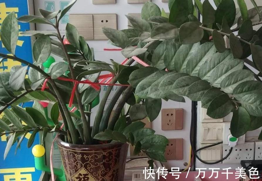 金钱树不会浇水的，赶紧瞧过来哦，分享详细教程