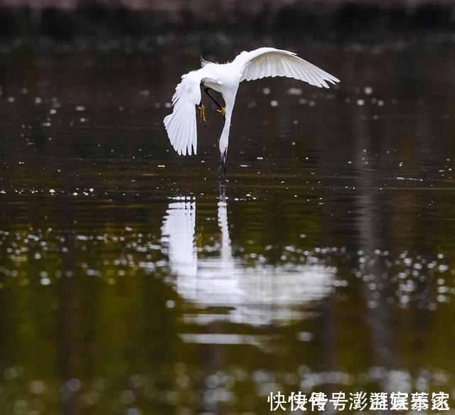 河畔|白鹭嬉戏，河畔斗舞！台儿庄运河湿地景色迷人，惹人醉！