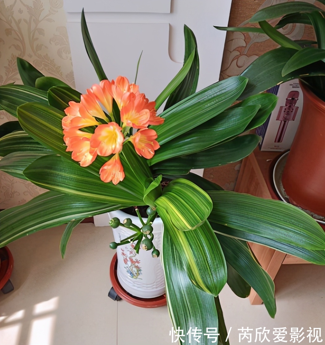 土壤土|君子兰换盆要选对时间,最佳时期是现在,要掌握技巧,别盲目操作