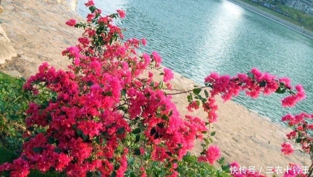 三角梅这样来一剪, 枝叶繁茂, 花开满枝!