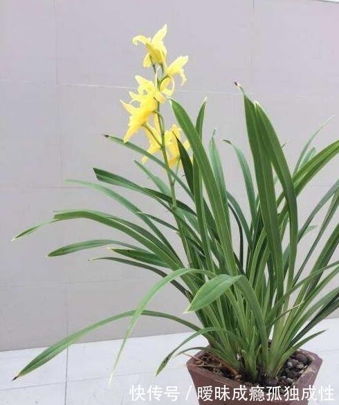 冬天|入秋后兰花怎么养?教你3个养护小妙招,熬过冬天,兰花越涨越旺