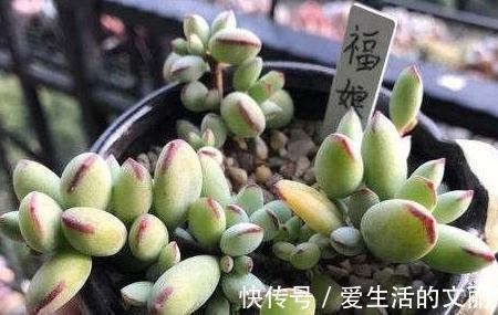 福娘|家里养3种花,一年到头开花不断,好养活,观赏性高