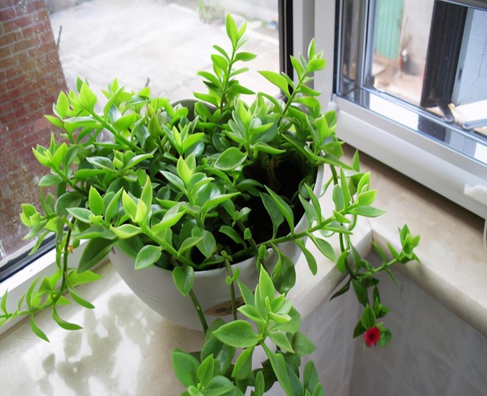 阳台上|4种可爱的吊兰,有的开花有的四季常绿,养阳台上很皮实很美丽