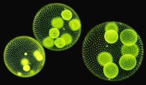 氧气真是越多越好？如果地球上全是氧气会怎样？科学家：会很可怕