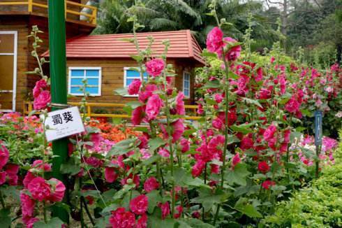 长寿花|此花才是真正的“长寿花”，1粒种子埋土里，一活就是50年