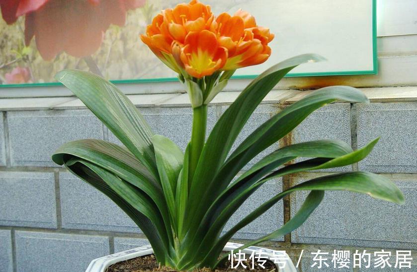 花卉|植物天热休眠,当多关注这4个问题,确保每一株都能平安度夏