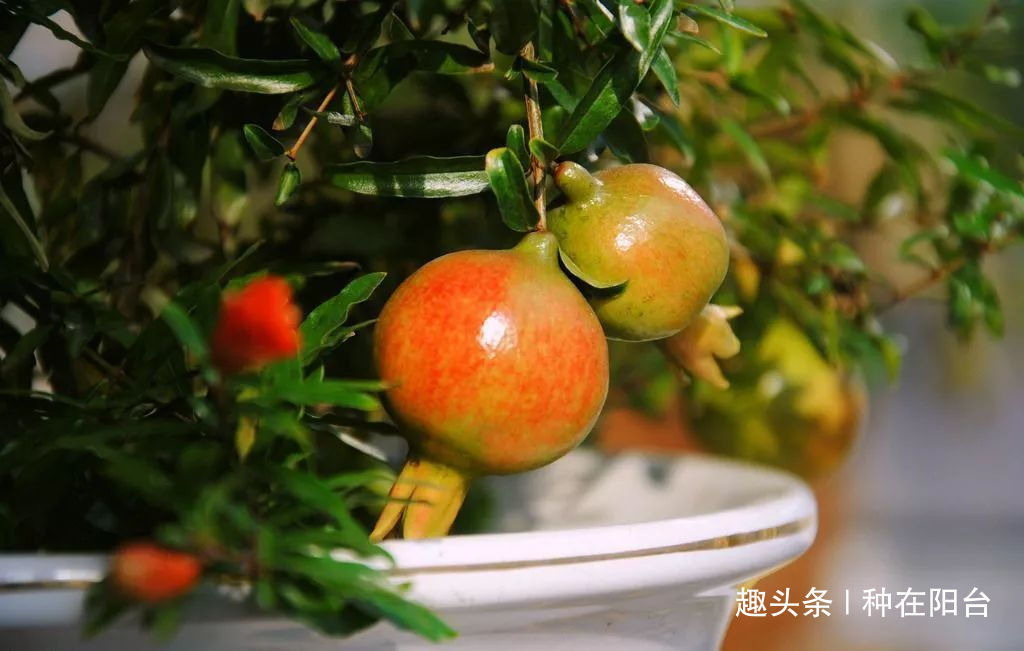 你家盆景石榴不开花、不结果别急,一把剪刀就能解决!