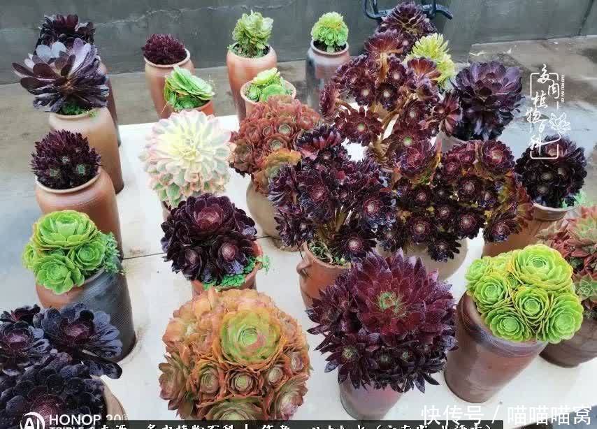 多肉|你是爱,是暖,是希望,你是人间四月天!