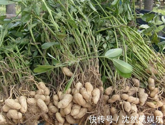 常食花生好处多多,但医生提醒有3类人最好一口也不要吃!