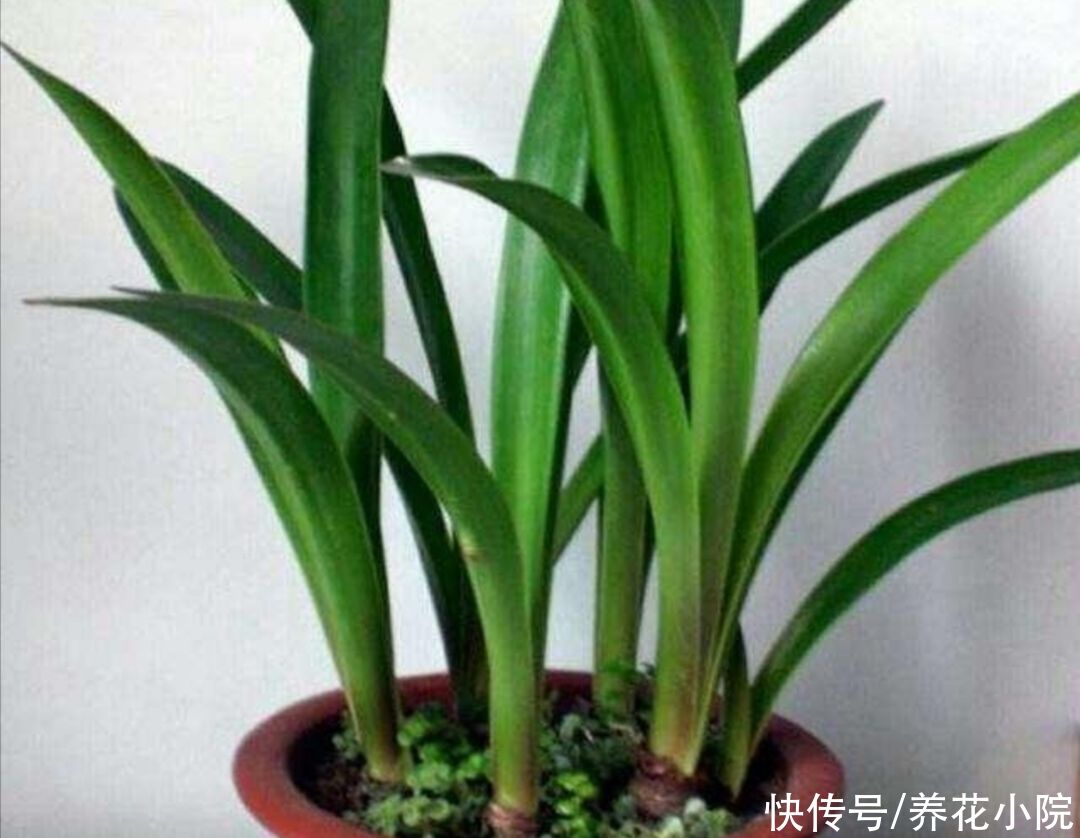 光合作用|夏天朱顶红这么养，种球长得硕大饱满，花期才能开花更大更鲜艳