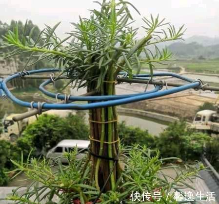 枝条|太阳花这么养，一个月变成花树，五彩缤纷，太漂亮