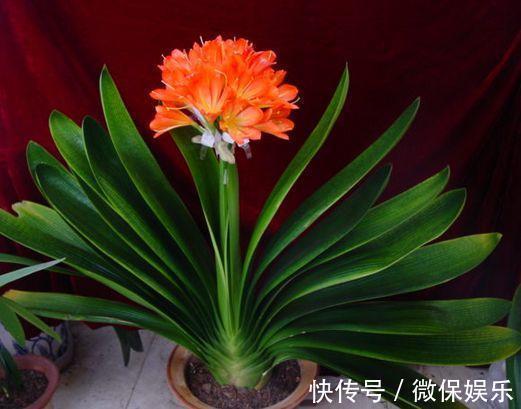 君子兰不砍头也能爆仔,浇点营养水,叶子油绿有精神!