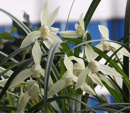 酸奶也能养兰花,15天一次,浇到根部,坐等爆盆开花就行