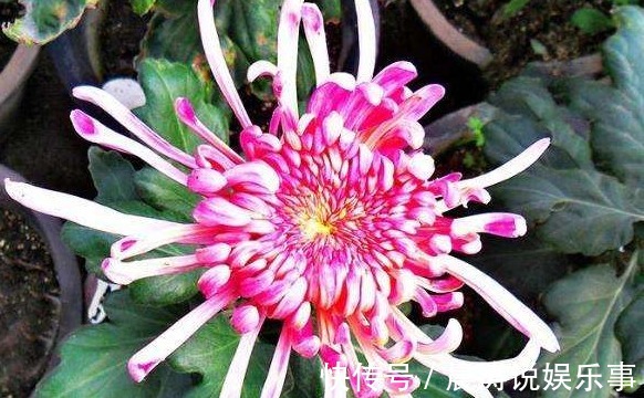 喜欢养菊就选“巾帼雄风”,花姿优美,淡雅清奇,观赏性价值极高